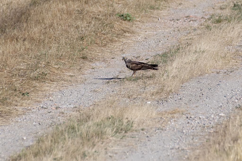 Albanella pallida juv